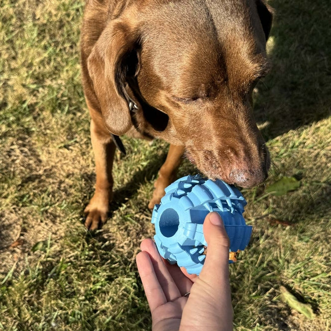 Hundeball – Griplay Dental Rippe – Bild 9