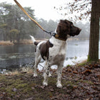 Hundehalsband – EXPLOR Ultimate Fit Control Classic – Bild 4