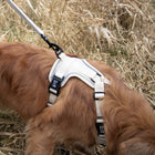 No-Pull-Geschirr für Hunde – EXPLOR Ultimate Fit – Bild 35