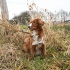 No-Pull-Geschirr für Hunde – EXPLOR Ultimate Fit – Bild 36