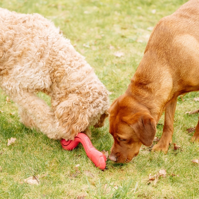 Intelligenzspielzeug für Hunde – TPR Schlange, 42cm – Bild 3