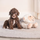 Kuschelspielzeug für Hunde – Beeztees Puppy Bowi – Bild 4