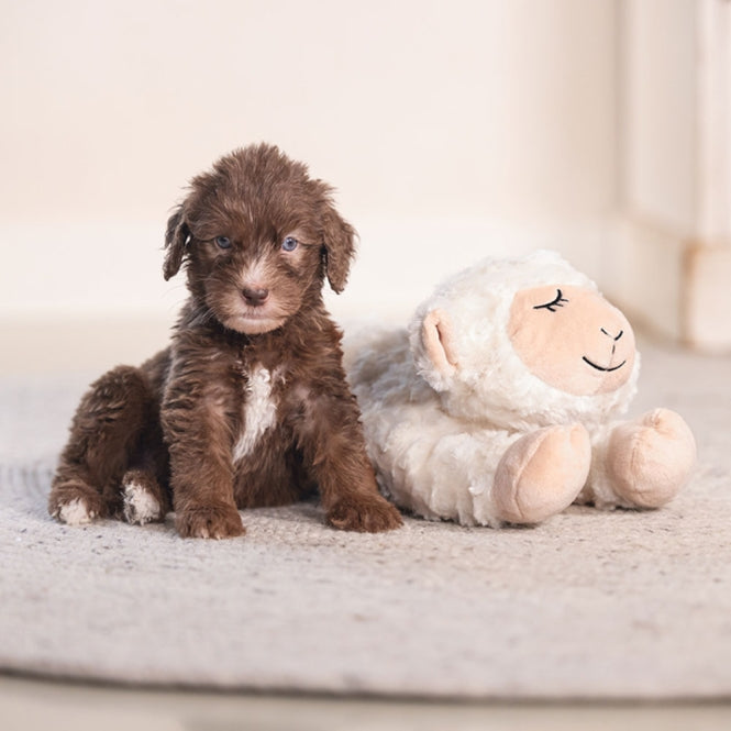 Kuschelspielzeug für Hunde – Beeztees Puppy Bowi – Bild 4