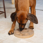 Intelligenzspielzeug für Hunde – Brain Game Giono – Bild 4