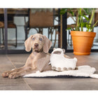 Welpenspielzeug – Puppy Lama – Bild 2