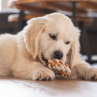 Seilring für Hunde – Puppy Dental Mik – Bild 4