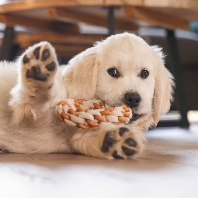 Seilring für Hunde – Puppy Dental Mik – Bild 9