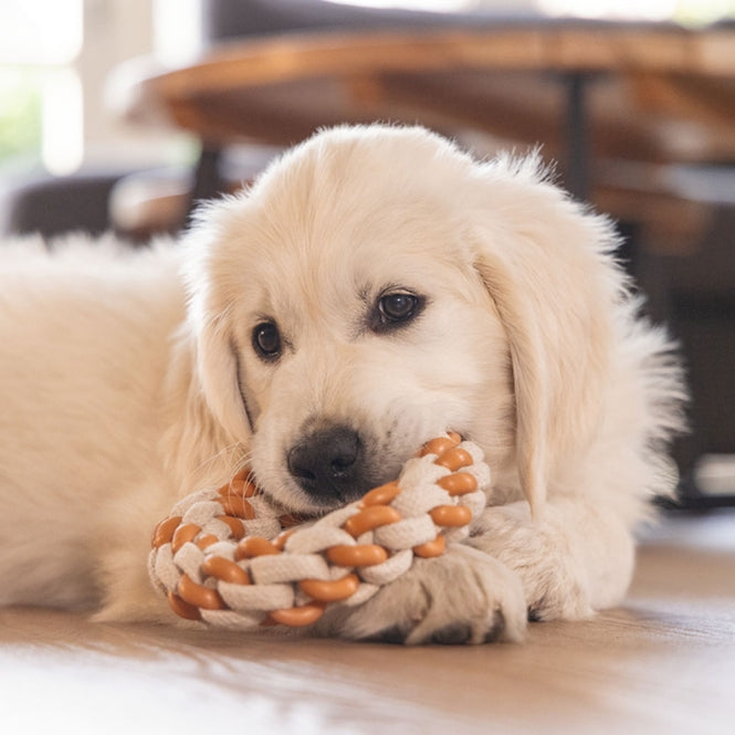Seilring für Hunde – Puppy Dental Mik – Bild 10