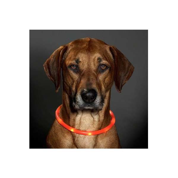 Leuchthalsband für Hunde – Visio Light LED-Leuchtschlauch mit USB – Bild 3