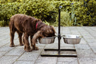 Napfständer für Hunde – Diner Bar – Bild 2