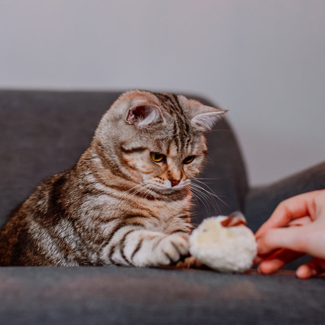 Spielmaus für Katzen – Plüschmaus mit Lederschwanz 3er Pack – Bild 2