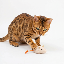 Natural Plush Catnip Mice: Because your daily devotion is measured in the safe, joyous, and mindful moments you create for them.