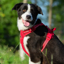 Hundegeschirr für große und mittelgroße Hunde – Truelove Outdoor Brustgeschirr