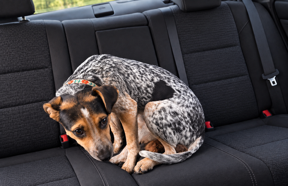 reise-hunde
