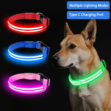 LED Hundehalsband wiederaufladbar – Leuchthalsband für Hunde mit USB und hoher Sichtbarkeit