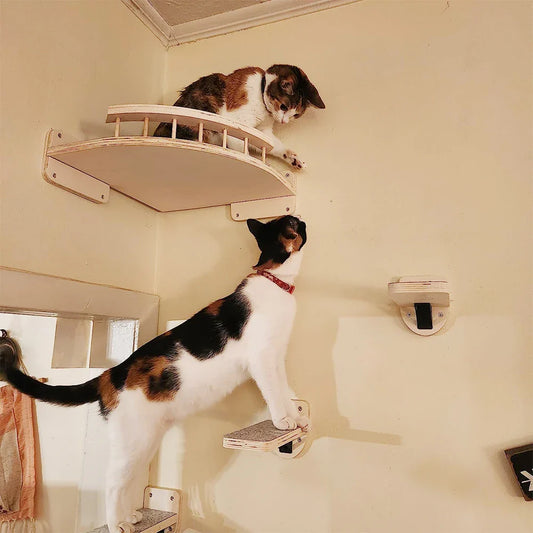 Katzen Kletterwand mit Hängematte – Wandmontierter Eck-Kratzbaum mit Stufen