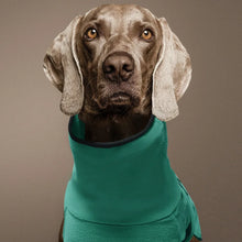 Windproof Winter Dog Coat - Warm Protective Jacket for Cold Weather Outdoor Dogs