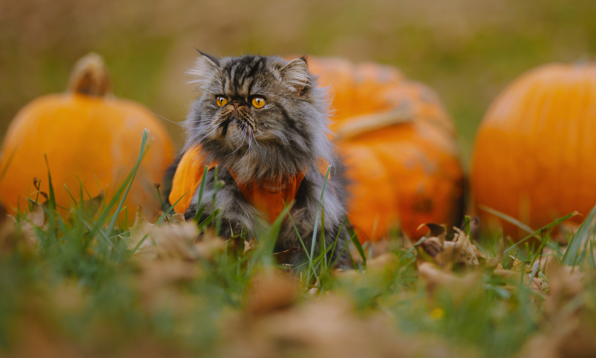 Arfloween