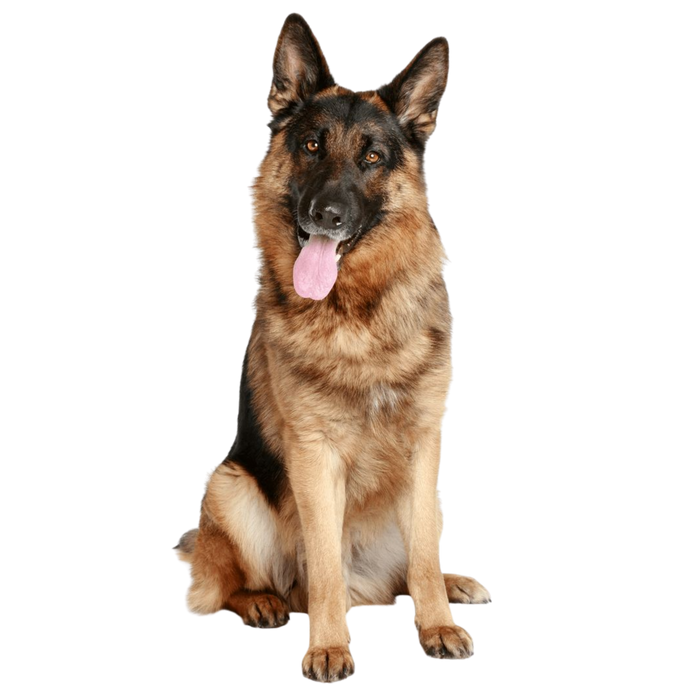 Sommerabenteuer für Hunde