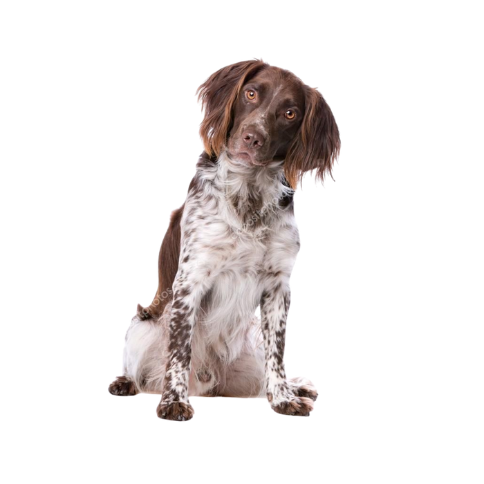 Spielwelten für Hunde