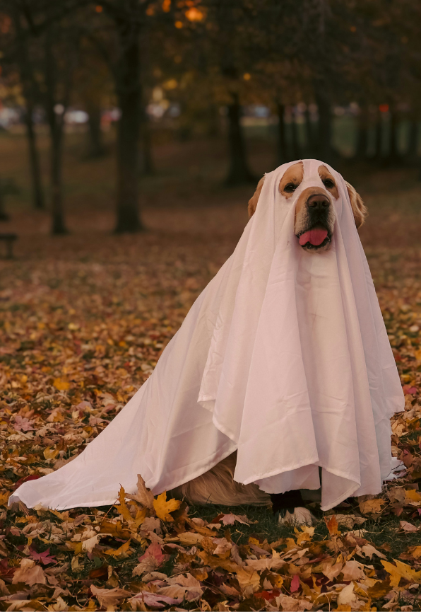Hund im Gespenster-Kostüm mit Halloween-Kürbissen