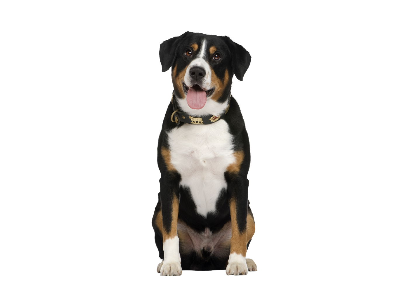 Alles für Hunde