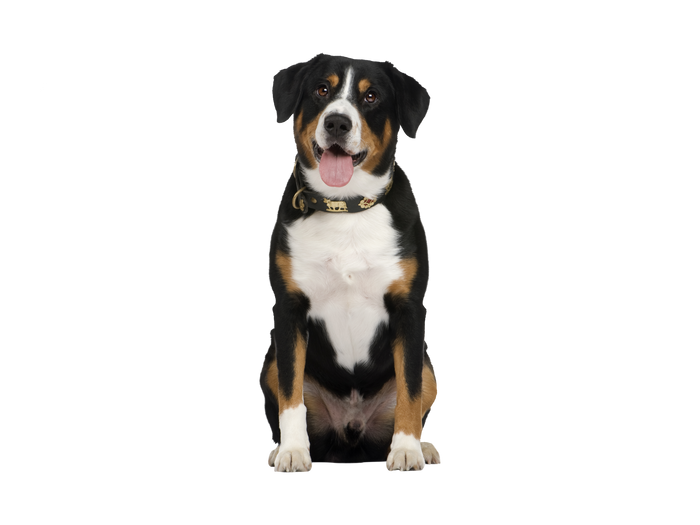 Hundekategorien