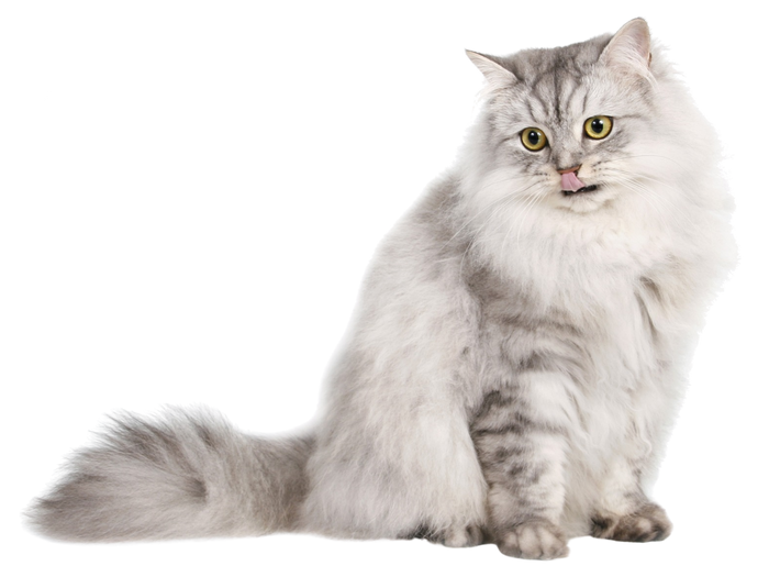 Cooler Sommer für Katzen