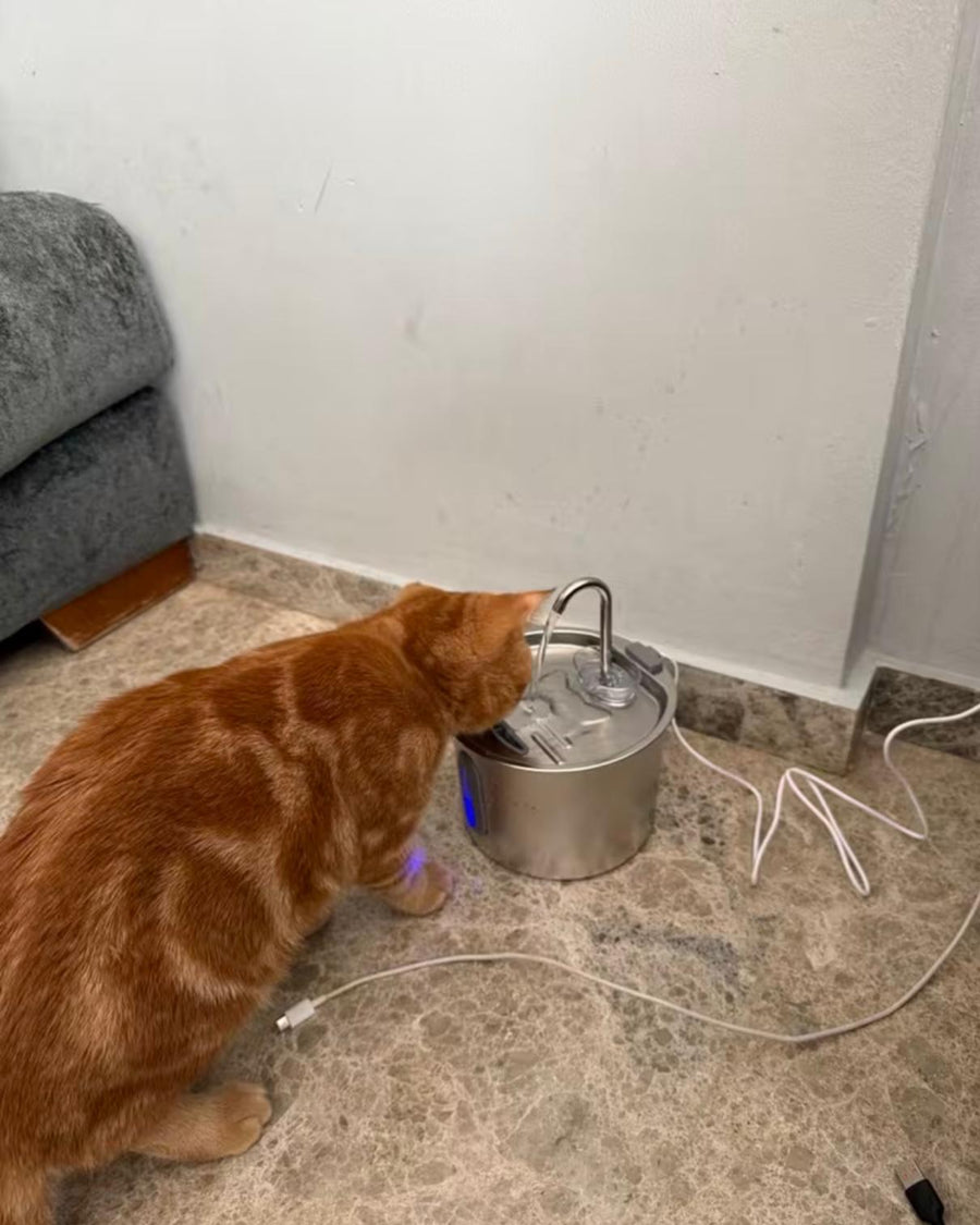Katze trinkt jetzt deutlich mehr