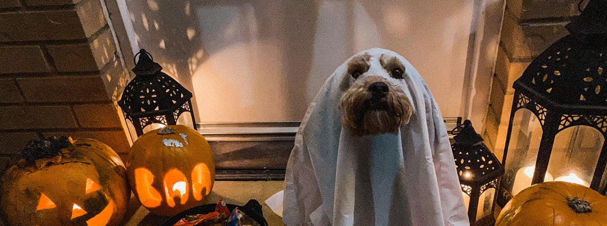 Hund im Gespenster-Kostüm mit Halloween-Kürbissen
