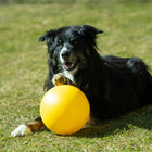 Treibball für Hunde – Größe S – Bild 13