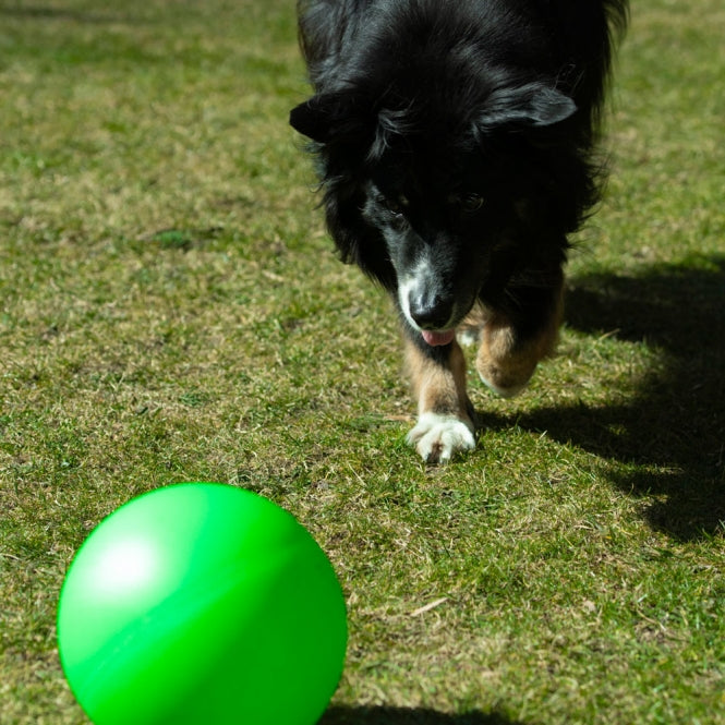 Treibball für Hunde – Größe S – Bild 8