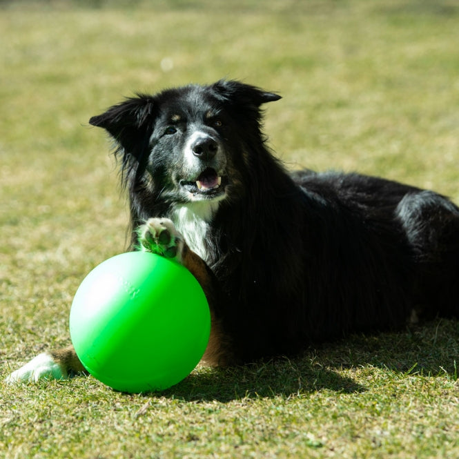Treibball für Hunde – Größe S – Bild 5