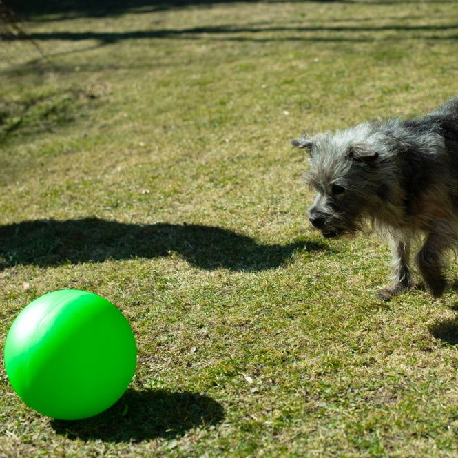 Treibball für Hunde – Größe S – Bild 6
