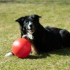 Treibball für Hunde – Größe S – Bild 2