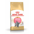 Katzentrockenfutter Feline British Shorthair Kitten | Royal Canin Cat