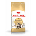 Katzentrockenfutter Feline Maine Coon | Royal Canin Cat