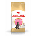 Katzentrockenfutter Feline Maine Coon Kitten | Royal Canin Cat