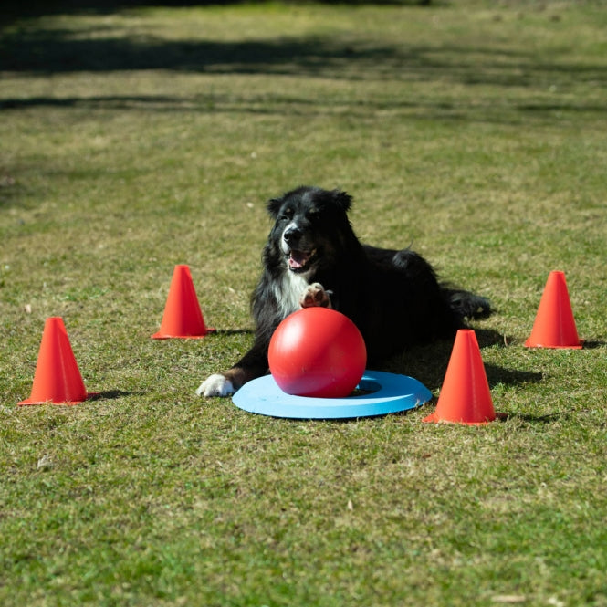Hundetraining Zubehör – Dog Golf – Bild 2