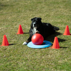 Hundetraining Zubehör – Dog Golf – Bild 4