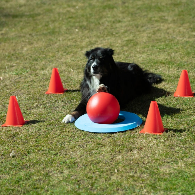 Hundetraining Zubehör – Dog Golf – Bild 4