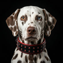''Diamond'' collar