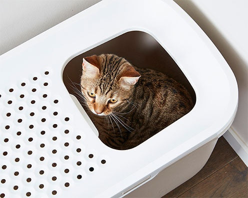 Katzentoilette – Hop In – Bild 11