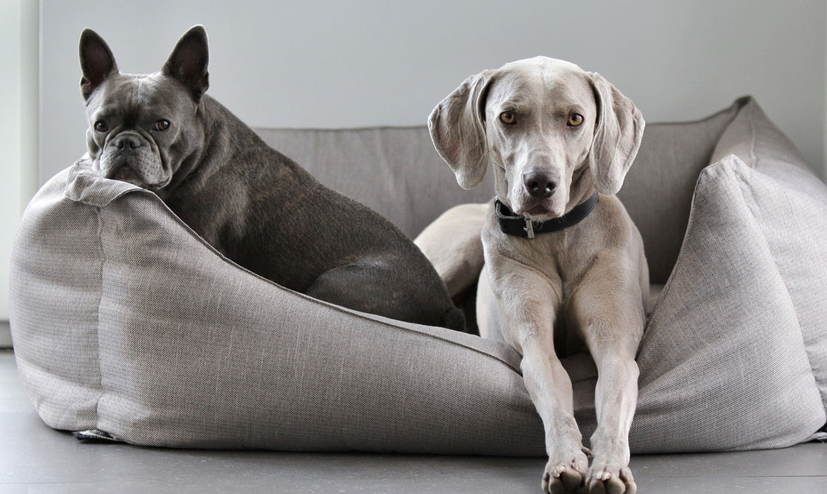 Französische Bulldogge und Weimaraner liegen in einem grauen Hundebett