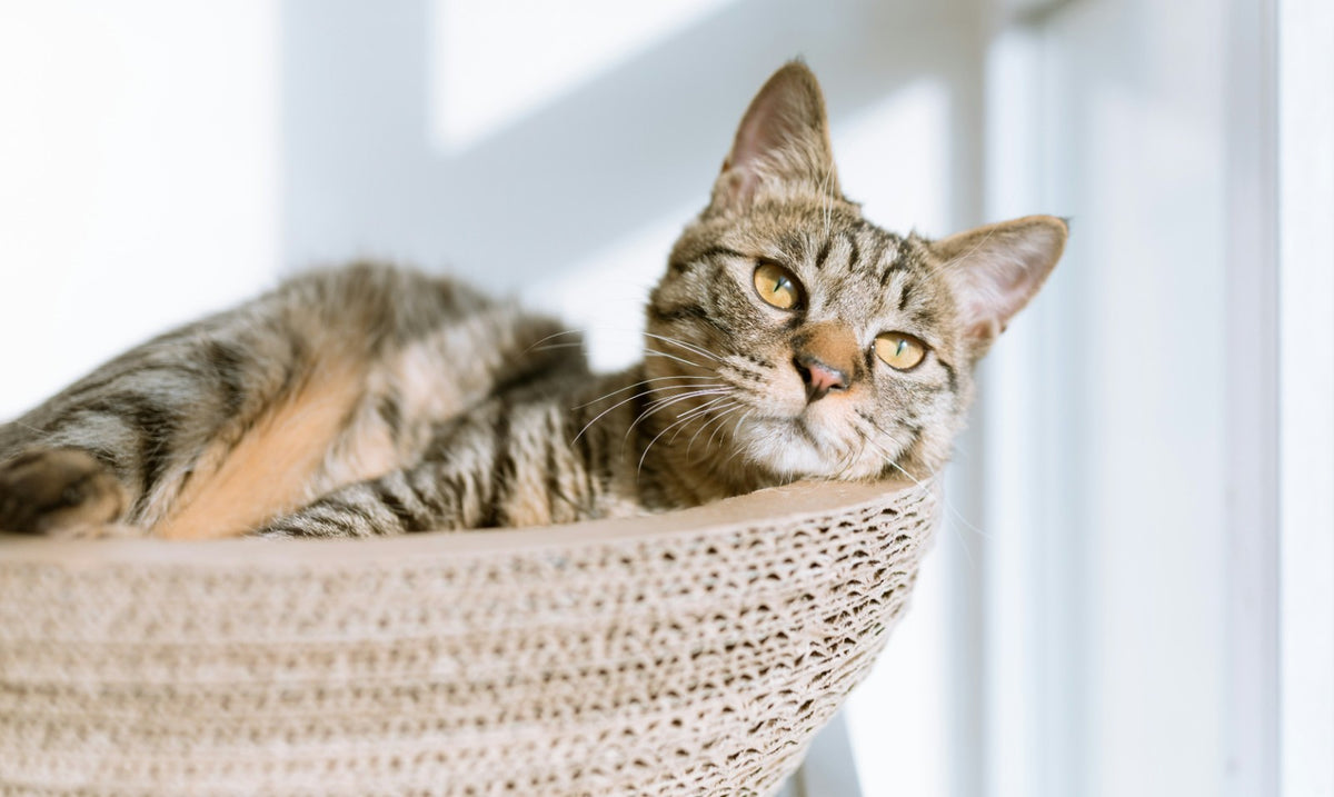 Getigerte Katze entspannt in einem Kratzbett am Fenster
