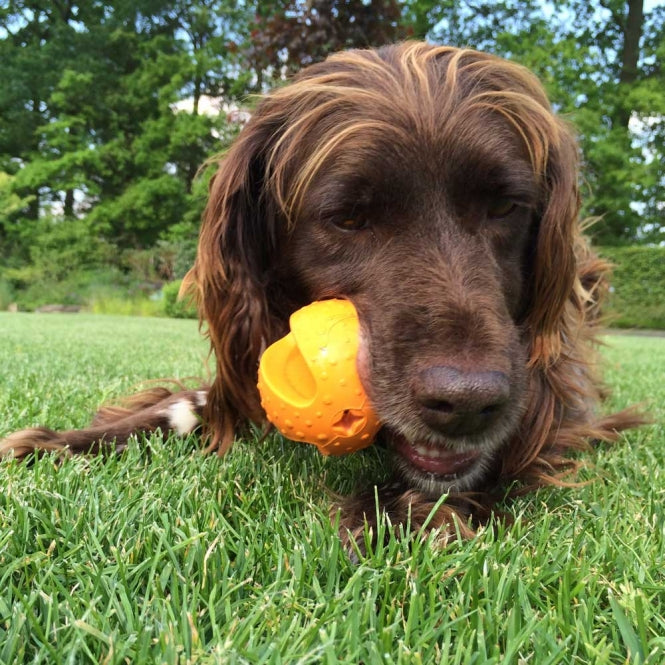 Hundeball – New Angle Mystery Belohnungsspielzeug – Bild 5