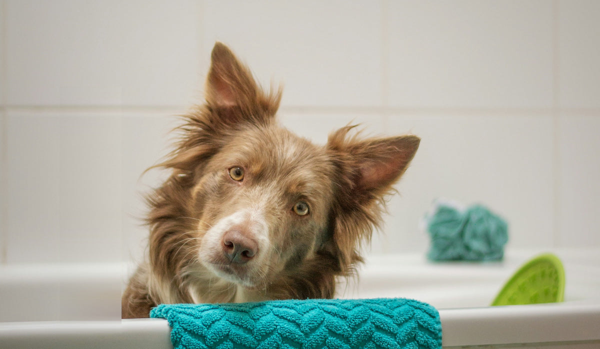 Hund schaut nach dem Baden über den Badewannenrand – Fellpflege mit Handtuch