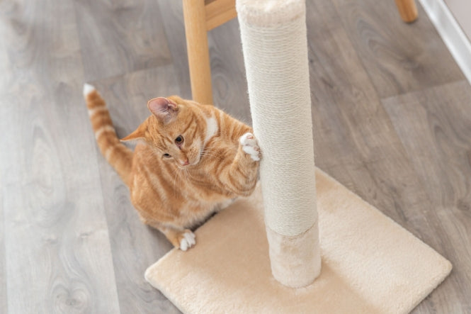 Kratzbaum für Katzen – Kratzstamm Batres – Bild 6