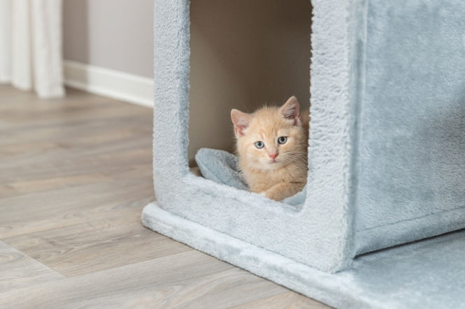 Kratzbaum für Katzen – Elena – Bild 2
