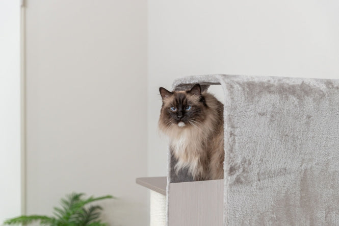 Kratzbaum für Katzen – Marina – Bild 5